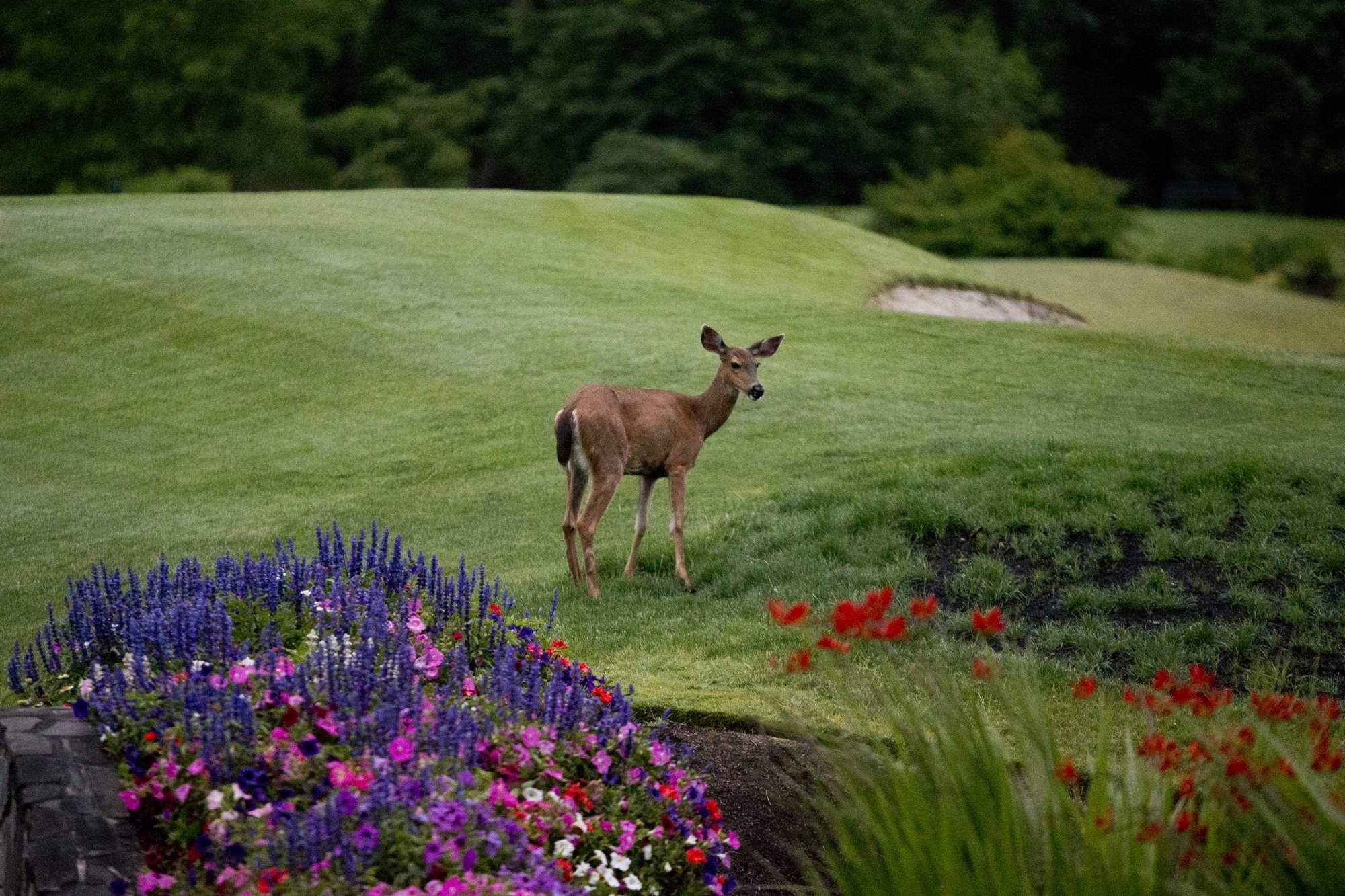 Eugene_Country_Club_Course_Deer_2018